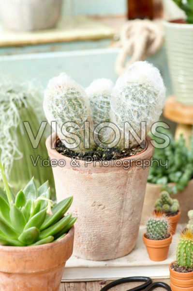Cactus Cactus