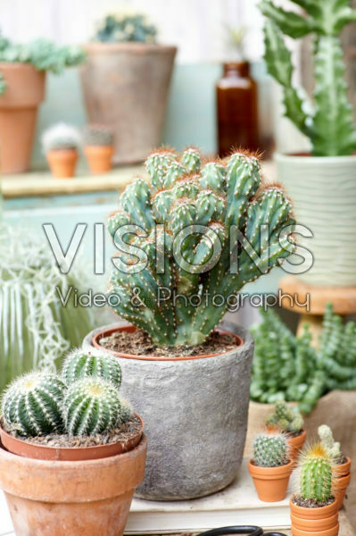 Cactus combination Cactus combination