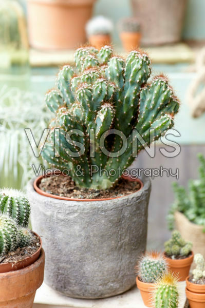 Cactus Cactus