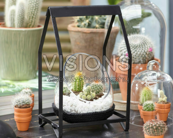 Cactus combination in glass Cactus combination in glass