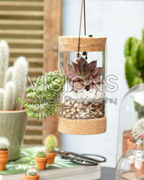 Vetplantjes in glas Vetplantjes in glas