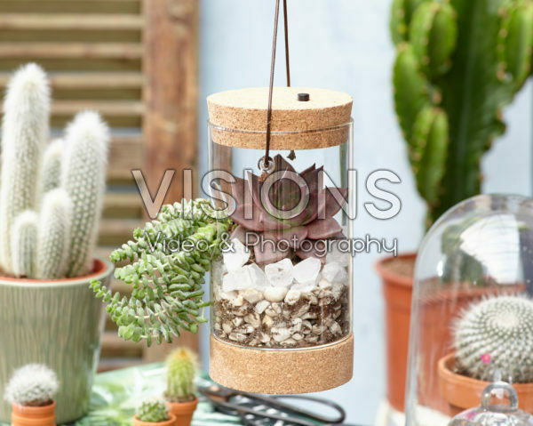 Vetplantjes in glas Vetplantjes in glas