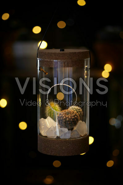 Cactus combination in glass Cactus combination in glass