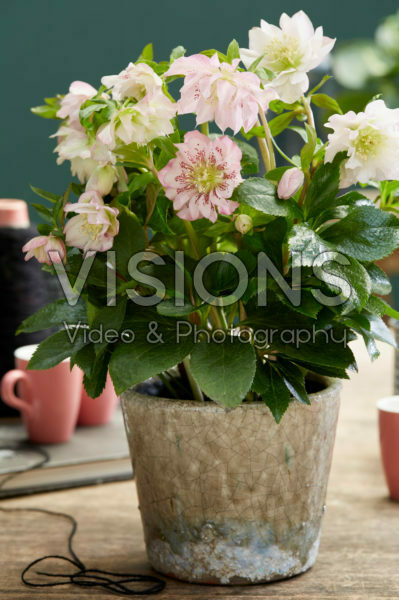 Helleborus orientalis Double Ellen® Pink Helleborus orientalis Double Ellen® Pink
