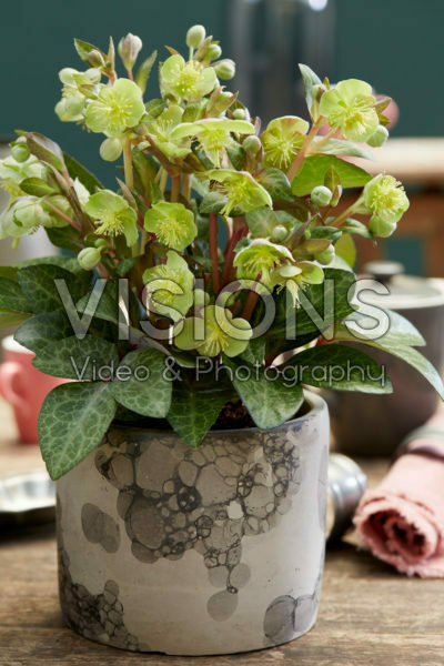 Helleborus lividus Lilac Marble Helleborus lividus Lilac Marble