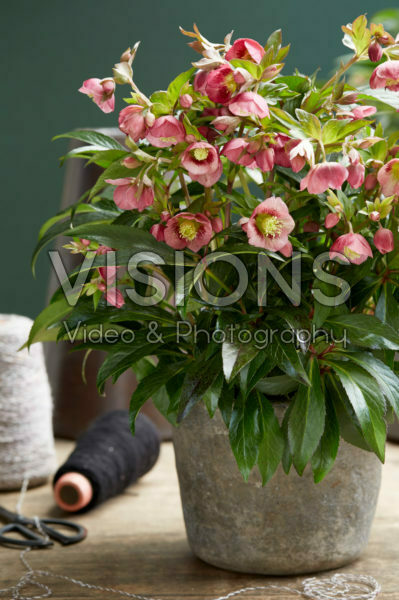 Helleborus Dacaya Helleborus Dacaya