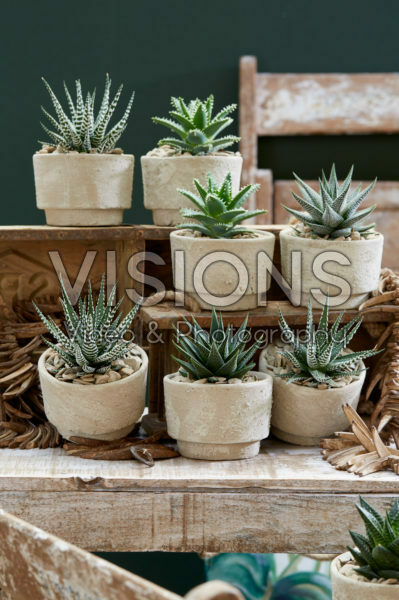 Aloe collectie Aloe collectie