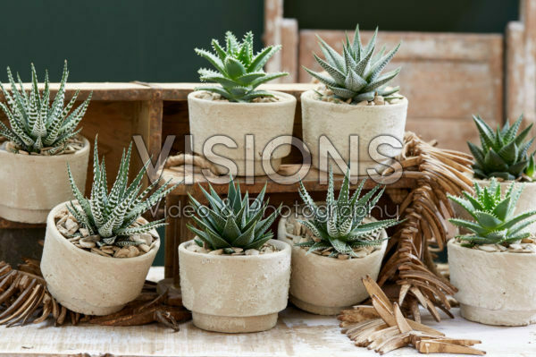 Aloe collectie Aloe collectie