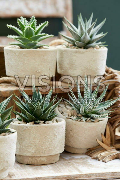 Aloe collectie Aloe collectie