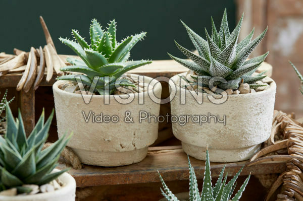 Aloe op pot Aloe op pot