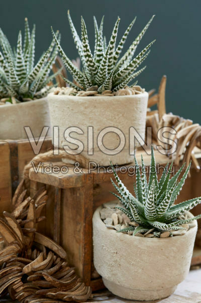 Aloe op pot Aloe op pot