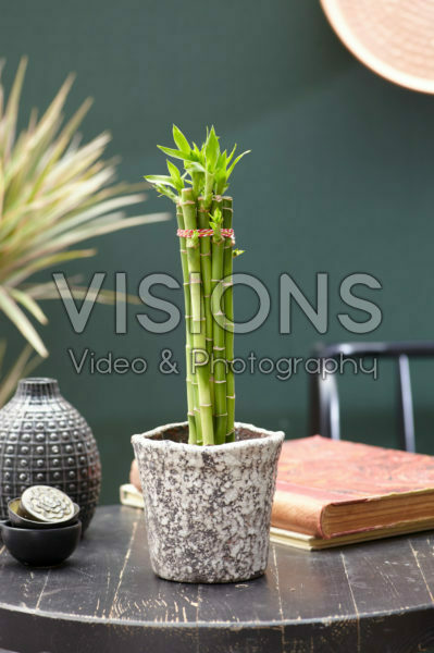 Dracaena sanderiana, geluksbamboe Dracaena sanderiana, geluksbamboe