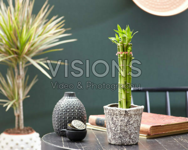 Dracaena sanderiana, lucky bamboo Dracaena sanderiana, lucky bamboo