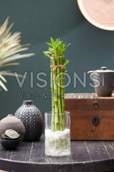 Dracaena sanderiana, geluksbamboe Dracaena sanderiana, geluksbamboe