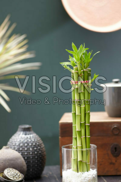 Dracaena sanderiana, geluksbamboe Dracaena sanderiana, geluksbamboe