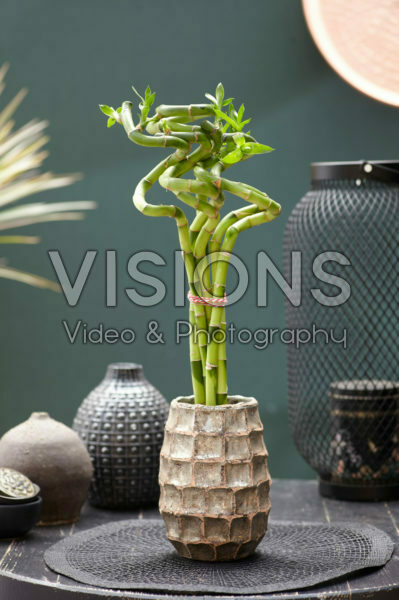 Dracaena sanderiana, geluksbamboe Dracaena sanderiana, geluksbamboe
