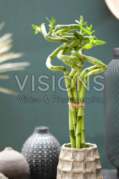 Dracaena sanderiana, lucky bamboo Dracaena sanderiana, lucky bamboo
