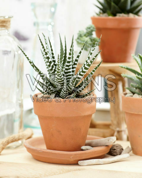 Aloe collectie Aloe collectie