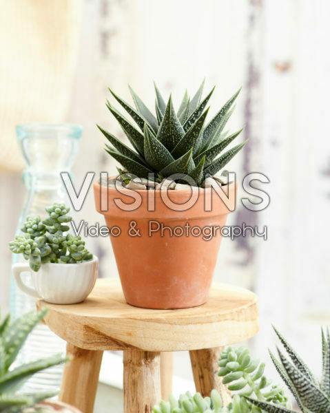 Aloe collectie Aloe collectie