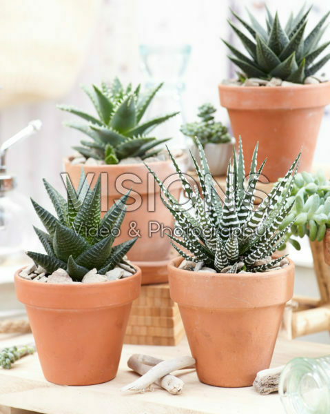 Aloe collectie Aloe collectie