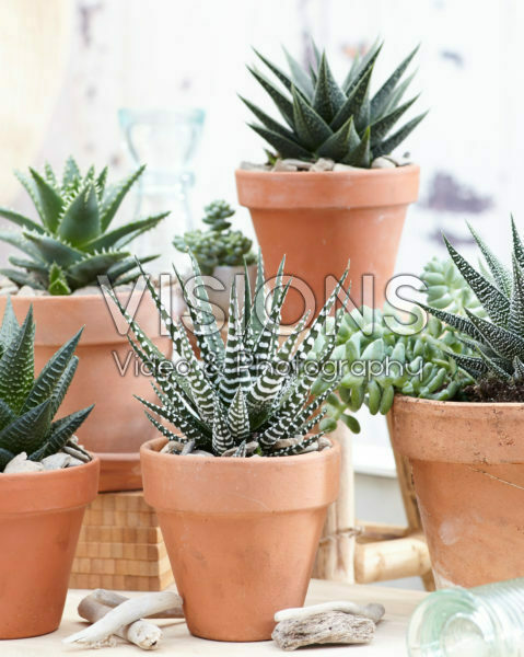 Aloe collectie Aloe collectie