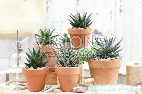 Aloe collectie Aloe collectie