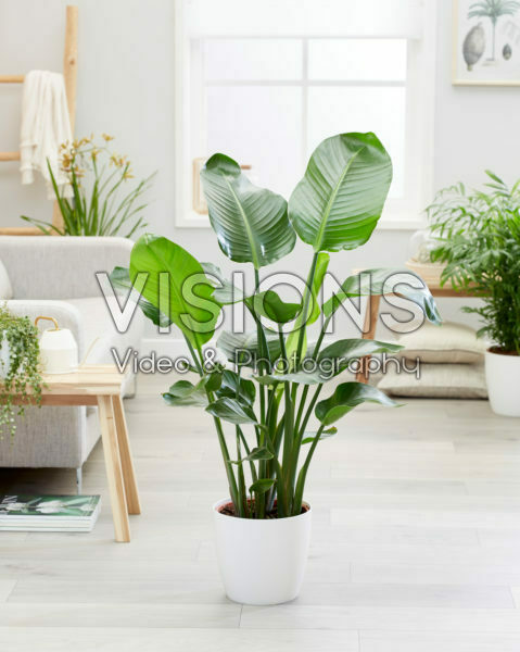 Strelitzia nicolai Strelitzia nicolai