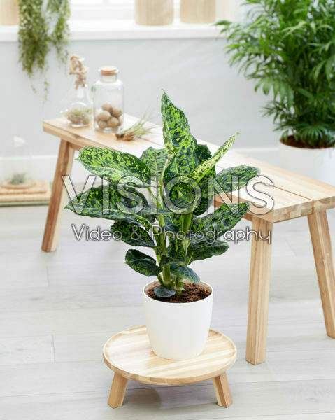 Dieffenbachia Reflector Dieffenbachia Reflector