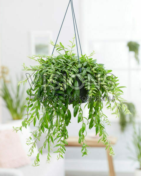 Aeschynanthus japhrolepis Aeschynanthus japhrolepis