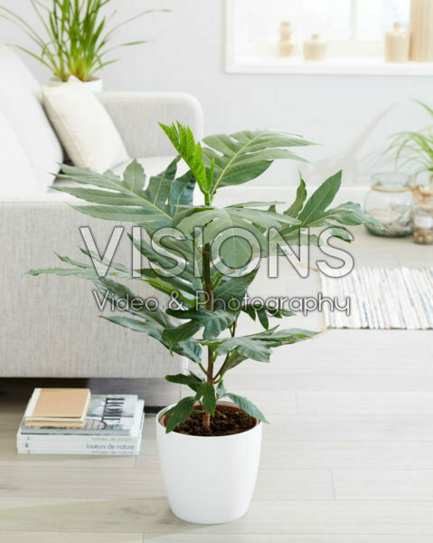 Artocarpus altilis Artocarpus altilis