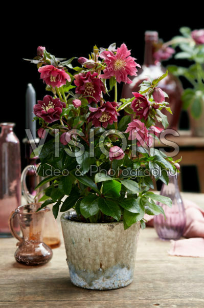 Helleborus orientalis Double Ellen® Red Helleborus orientalis Double Ellen® Red