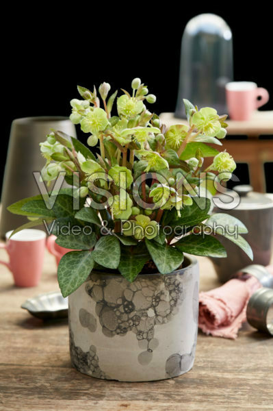Helleborus lividus Lilac Marble Helleborus lividus Lilac Marble