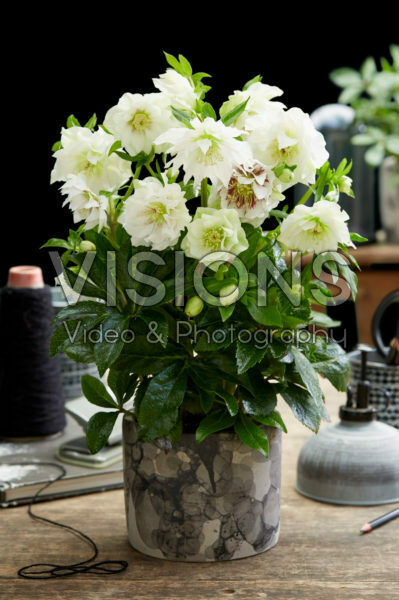 Helleborus orientalis Double Ellen® White Helleborus orientalis Double Ellen® White