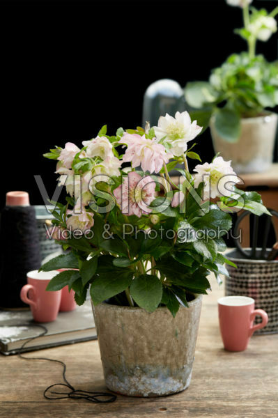 Helleborus orientalis Double Ellen® Pink Helleborus orientalis Double Ellen® Pink