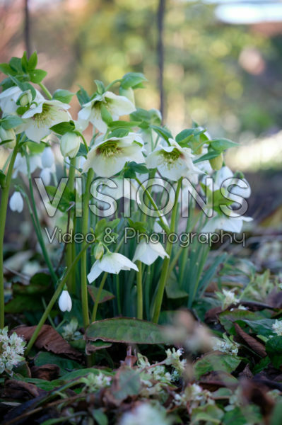 Helleborus white Helleborus white