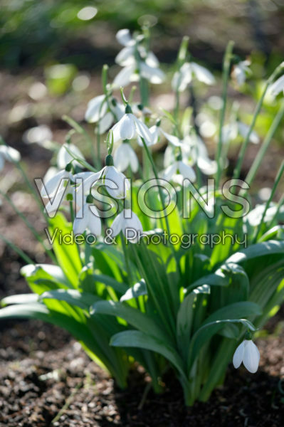 Galanthus Galanthus