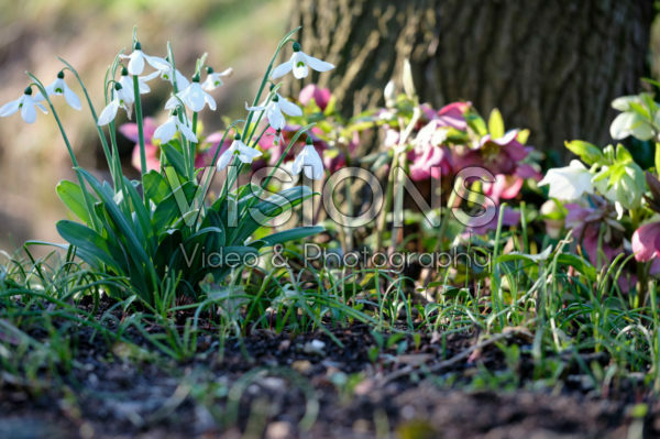 Galanthus, Helleborus Galanthus, Helleborus