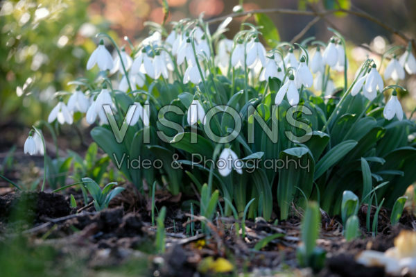 Galanthus elwesii Lord Monostictus Galanthus elwesii Lord Monostictus