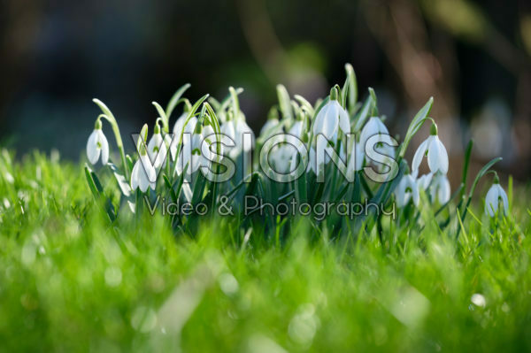 Galanthus Galanthus