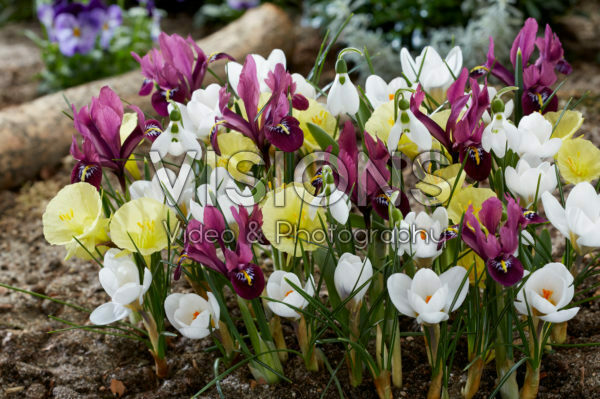 Voorjaarsbloemen gemengd Voorjaarsbloemen gemengd