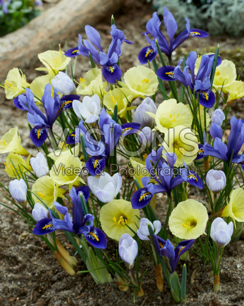 Voorjaarsbloemen gemengd Voorjaarsbloemen gemengd