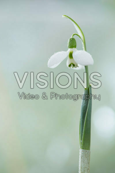 Galanthus Galanthus