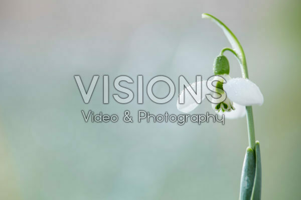 Galanthus Galanthus