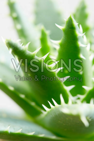 Aloe Aloe