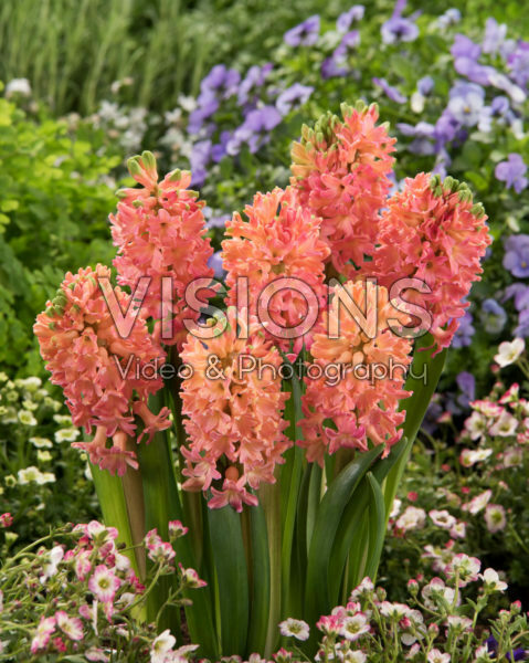 Hyacinthus Sweet Invitation Hyacinthus Sweet Invitation
