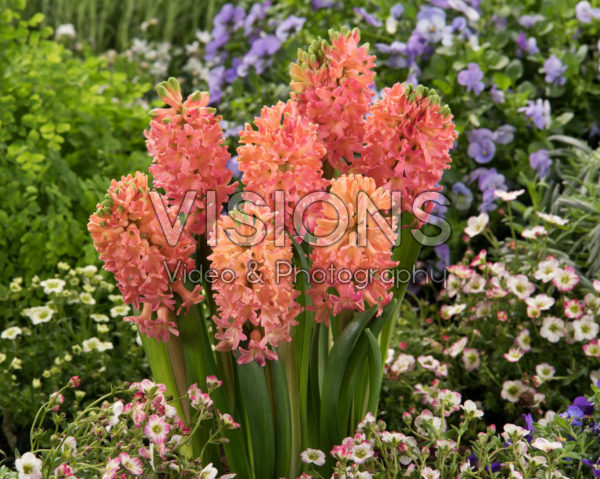 Hyacinthus Sweet Invitation Hyacinthus Sweet Invitation