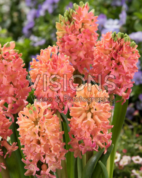 Hyacinthus Sweet Invitation Hyacinthus Sweet Invitation