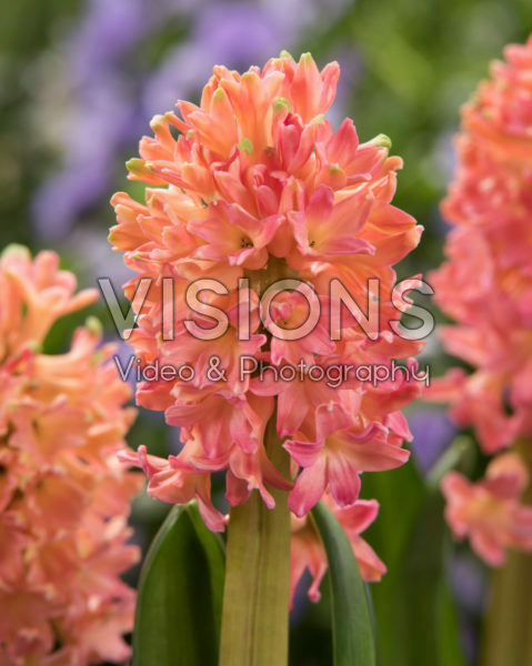 Hyacinthus Sweet Invitation Hyacinthus Sweet Invitation