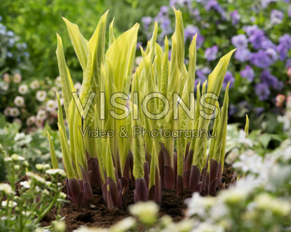 Hosta Lipstick Blonde Hosta Lipstick Blonde