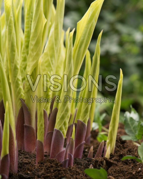 Hosta Lipstick Blonde Hosta Lipstick Blonde